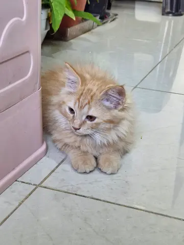 Fluffy orange cat for adoption
