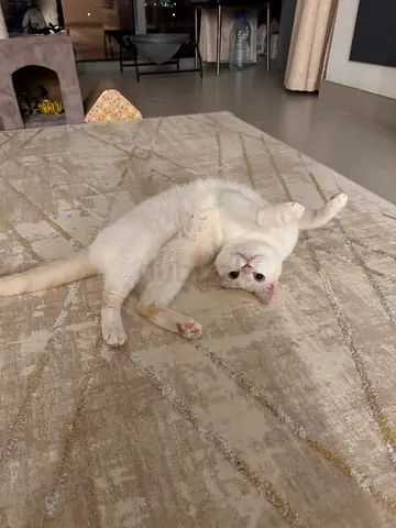 Friendly white female cat looking for a new home (approx. adult)