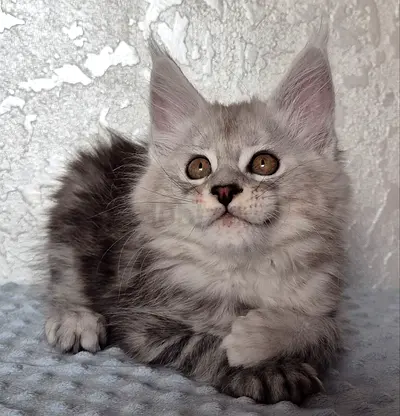 ✨A very cool breed - munchkin kitten 🫶
