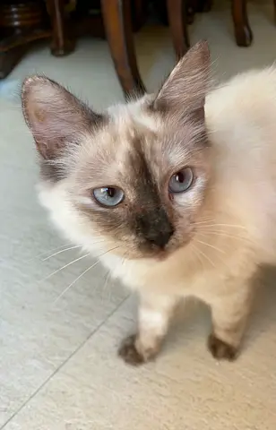 Persian female cat for adoption