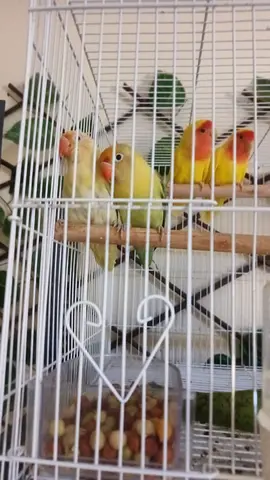 Lutino love birds