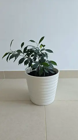 Small “Weeping Fig” in white ceramic pot