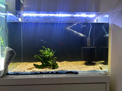Urgent sale 60cm tank 175 AED