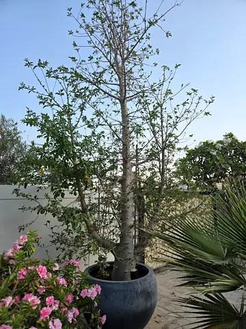Rare Baobab Tree - 5M+ tall / over 45CM wide