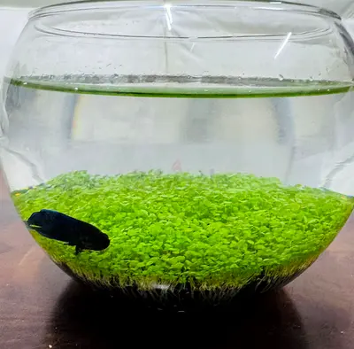 Small fish bowl with single fighter fish and decor