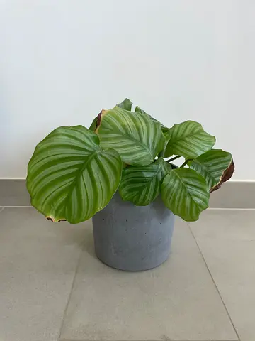 Potted Calathea Orbifolia (Large Decorative Indoor Plant)