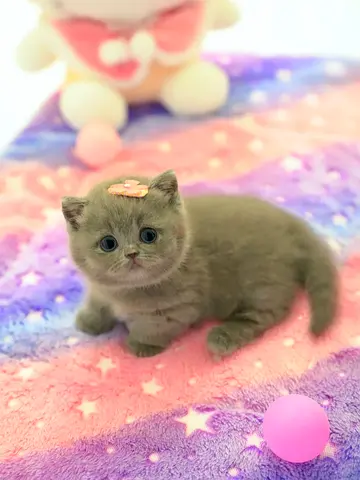 girl British shorthair for free
