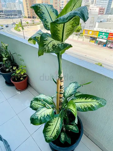 Large Indoor Potted Dieffenbachia (Dumb Cane) - Healthy Houseplant