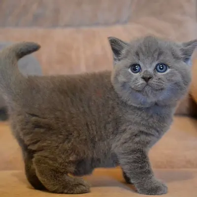 Shorthair British kittens