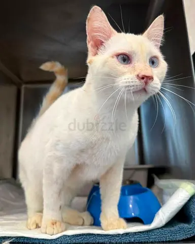 Kevin needs a caring forever home