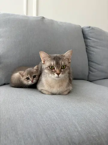 Mother Cat and Kitten for Adoption