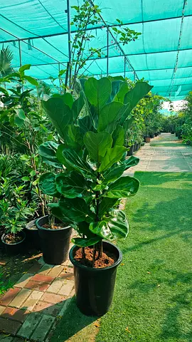 Fiddle leaf fig meter Hight