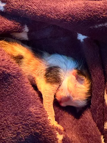 Foster kitten.