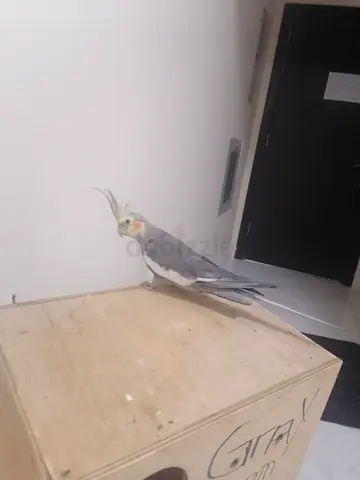 Cocktails