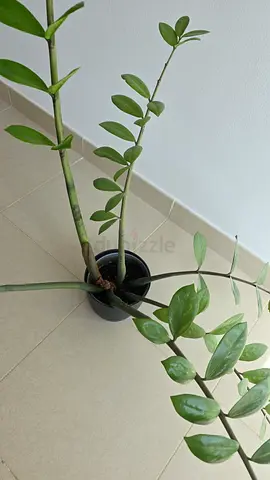 ZZ Plant in dark grey plastic pot