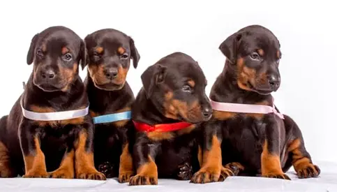 Dogs