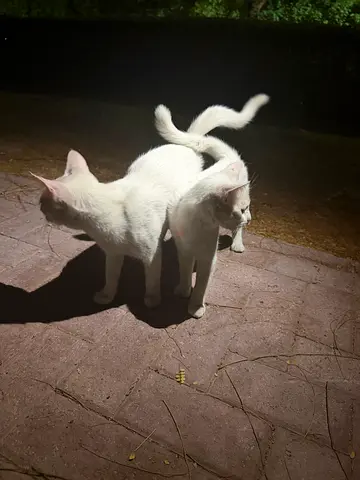 Beautiful male and female white kittens for free adoption