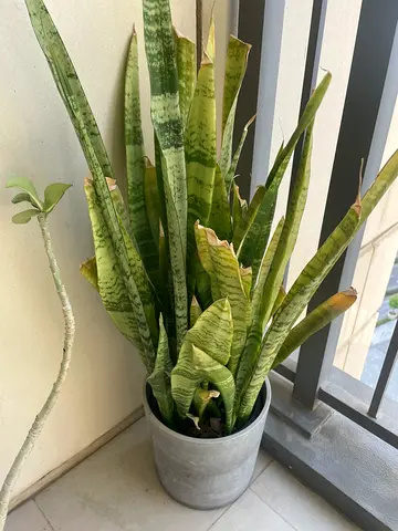 Large Snake Plant (Sansevieria) in Pot - Good Condition