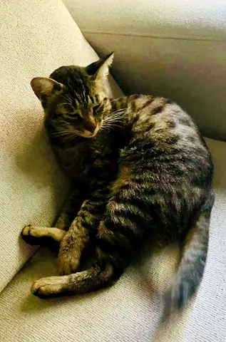 Amazing 1-Year-Old Cat Available for Free Adoption