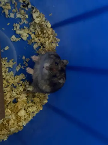 Dwarf Hamster Female for free adoption