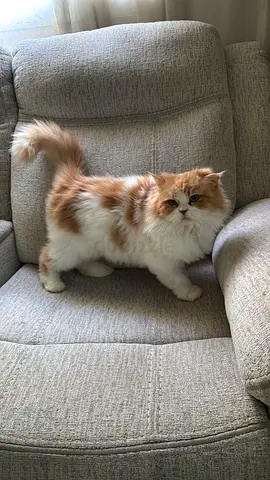 Persian Cat looking for forever home