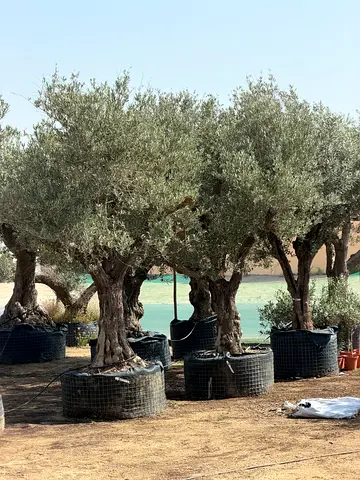 Mature Olive Trees in Large Pots - Ready for Landscaping