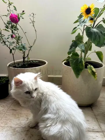 Persian, Trained and Vaccinated Looking for a new home