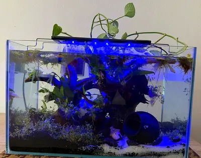 Small planted freshwater aquarium with LED light and fish