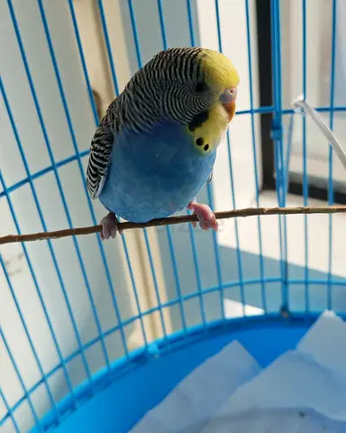 Budgie with cage and feeding bowls - free