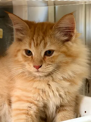 🐾Adorable 2-Month-Old Tortoiseshell Kitten Looking for a Loving Home — healthy and playful 🐾