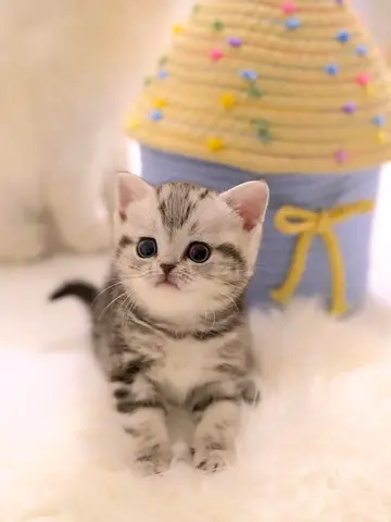 pure Bengal for free adoption