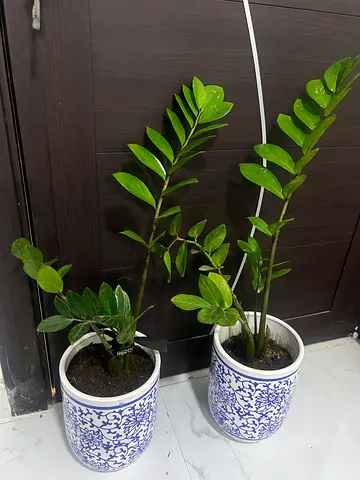 2 pcs. Zz plant (Premium) with pot
