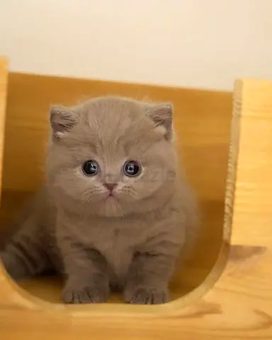 PUREBRED KITTENS