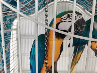 One pair macaws looking for a new home