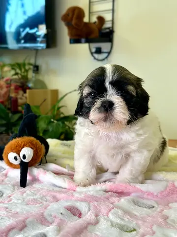 Adorable Shih Tzu Puppy 5 weeks Looking for a Loving Home