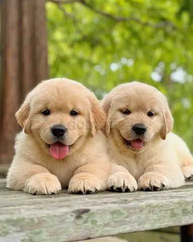 GOLDEN RETRIEVER PUPPIES