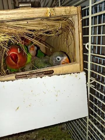 I have  African fisher jumbo all are healthy