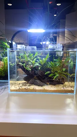 Aquascaping