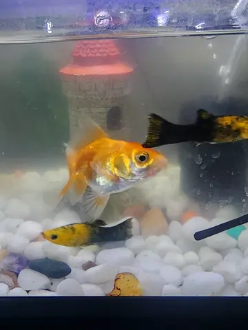 Small fishes aquarium gravel - filters and related accessories.