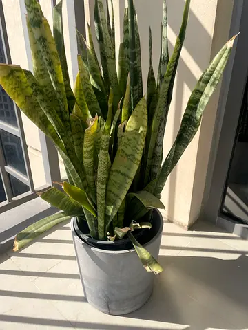 Snake Plant (Sansevieria) in Concrete Pot - Healthy, Easy Care