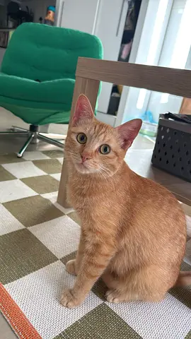 Friendly young ginger cat available for adoption — used indoors, vaccinated