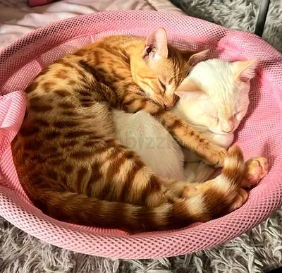 Kayan  Kinan need a loving forever home