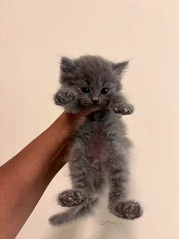 Persian cats