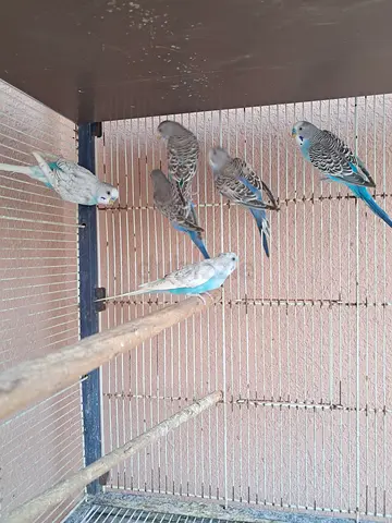 Group of 6 Budgies (Parakeets) - Healthy and Handled
