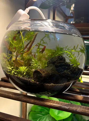 Small Planted Round Fish Bowl with Driftwood and Live Plants