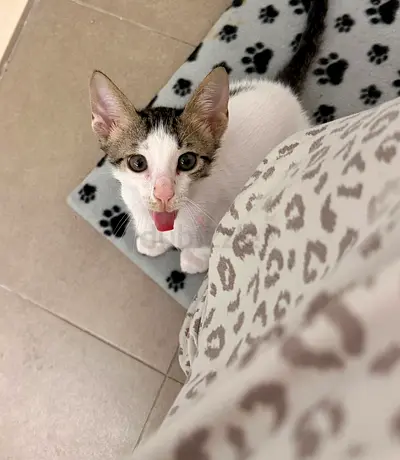 kitten looking for a loving home