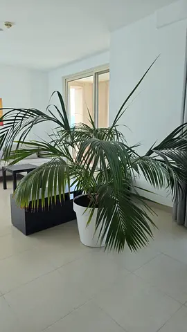 Large “Kentia Palm” in large white pot