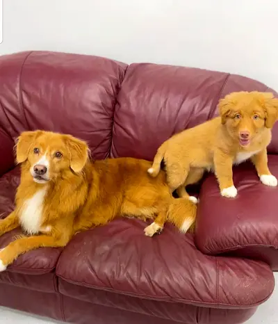 Purebred puppies