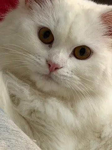Tyrkish angora White Long-Haired Cat — Friendly Adult Looking for Rehome