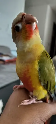 Hand-raised Pineapple Conure, Friendly and Tame